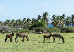 St Kitts and Nevis Flights